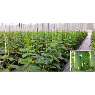 60H - HẠT GIỐNG DƯA CHUỘT NẾP TA