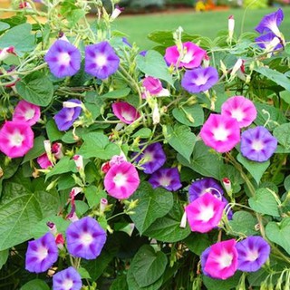 Hạt giống hoa bìm bìm