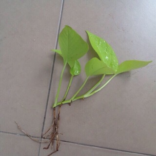 Cành trầu bà xanh vàng