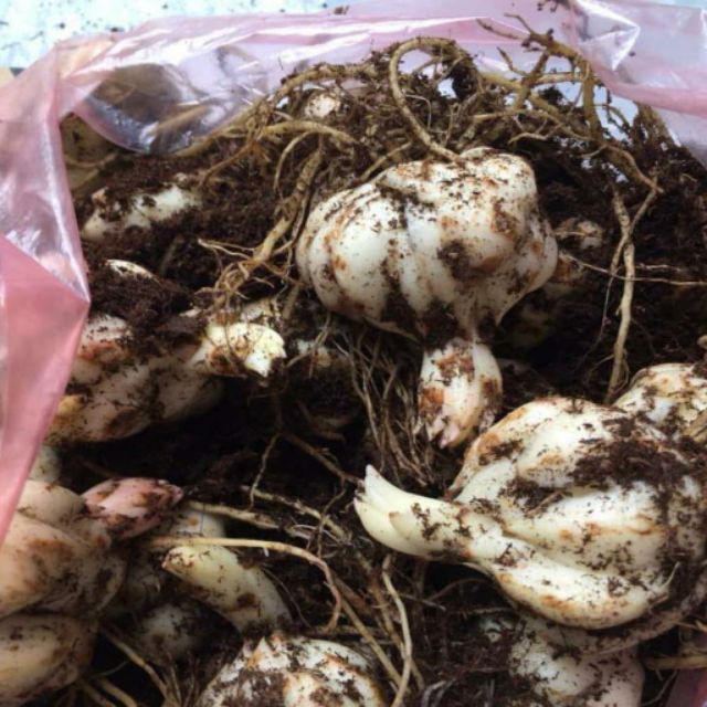 Củ hoa ly lùn màu đỏ tươi