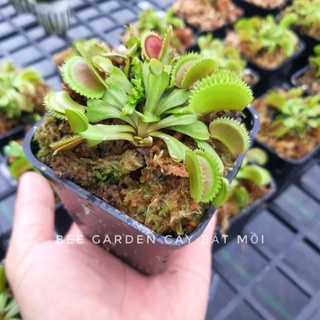 Cây bắt ruồi, Cây bẫy kẹp Flytrap Dentate x Bristle