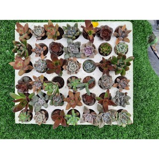 42cây sen vĩ nhiều loại (kích thước 3-4cm)