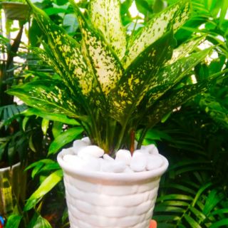 Cây Ngọc Ngân Chậu Sứ