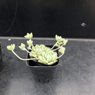 Sen đá, cây cảnh, cây giống - Sen đá nhỏ - Quà tặng sinh nhật, trang trí nhà, quà tri ân - Tiệm Thường Xu