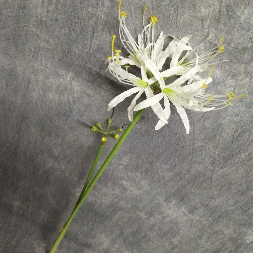 Hoa bỉ ngạn bằng lụa cao cấp có sẵn