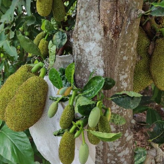 1kg mít non nguyên trái 30k