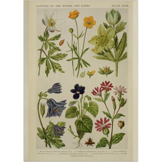 TRANH CỔ ĐIỂN- botanical book
