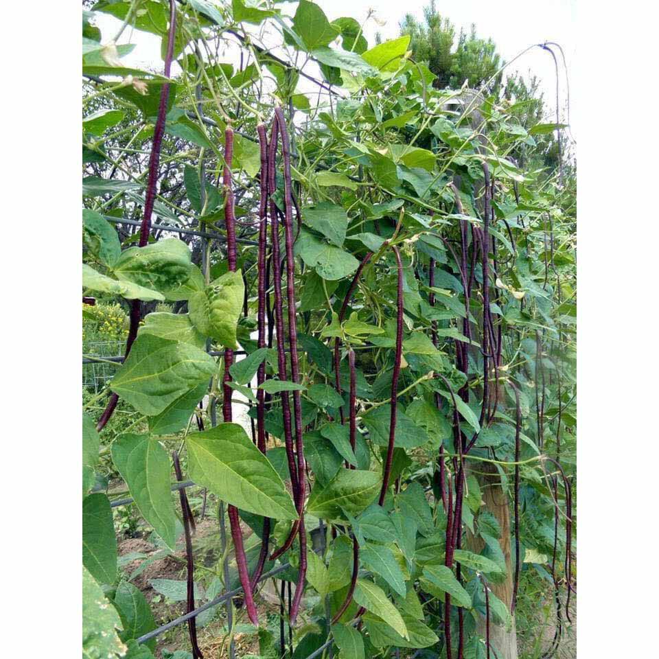 ( HOT ) Hạt Giống Đậu Đũa Tím- gói 5gr