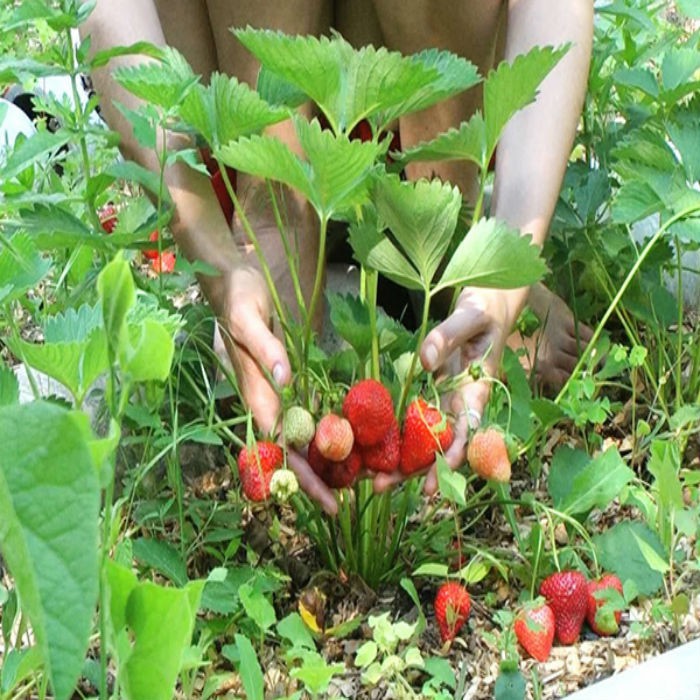 Bán Hạt giống dâu tây đỏ F1 -100 hạt tại Hạt Giống Bốn Mùa