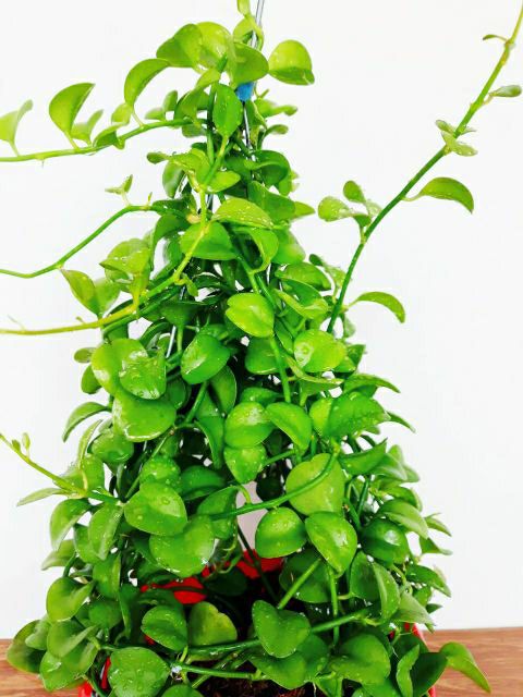 ĐôLa chậu treo