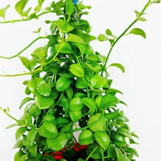 ĐôLa chậu treo ( loại lớn )