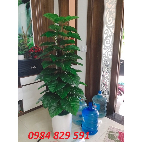 Trầu bà leo cột 1.6m, cây lá to, tán dày-Cây giả