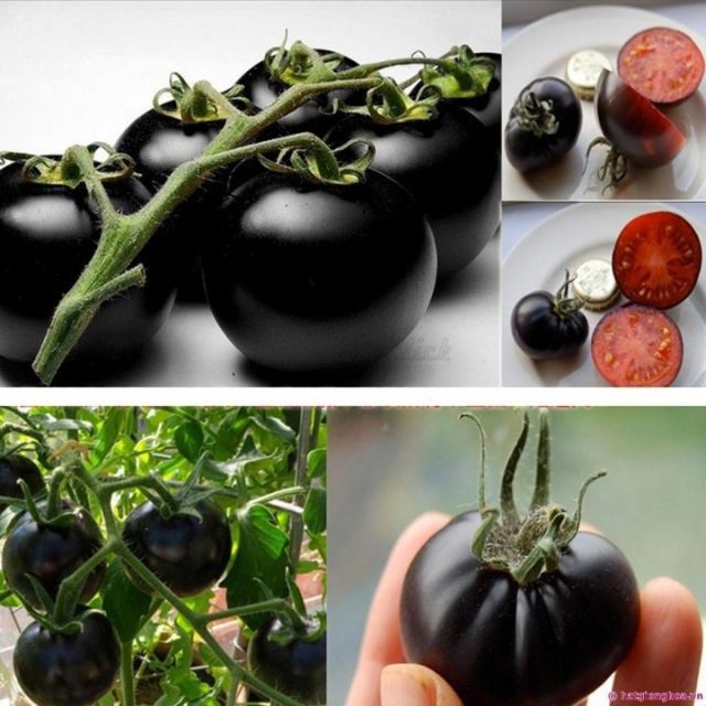 Hạt giống cà chua bi đen 30 hạt