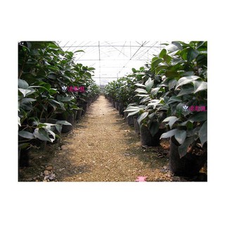 1kg Bầu ươm cây nilong