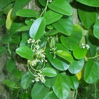 Hạt giống sương sâm trơn