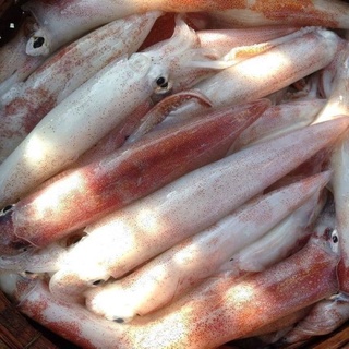 MỰC ỐNG TRỨNG 1KG