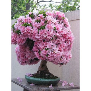 Hạt giống hoa Đỗ quyên