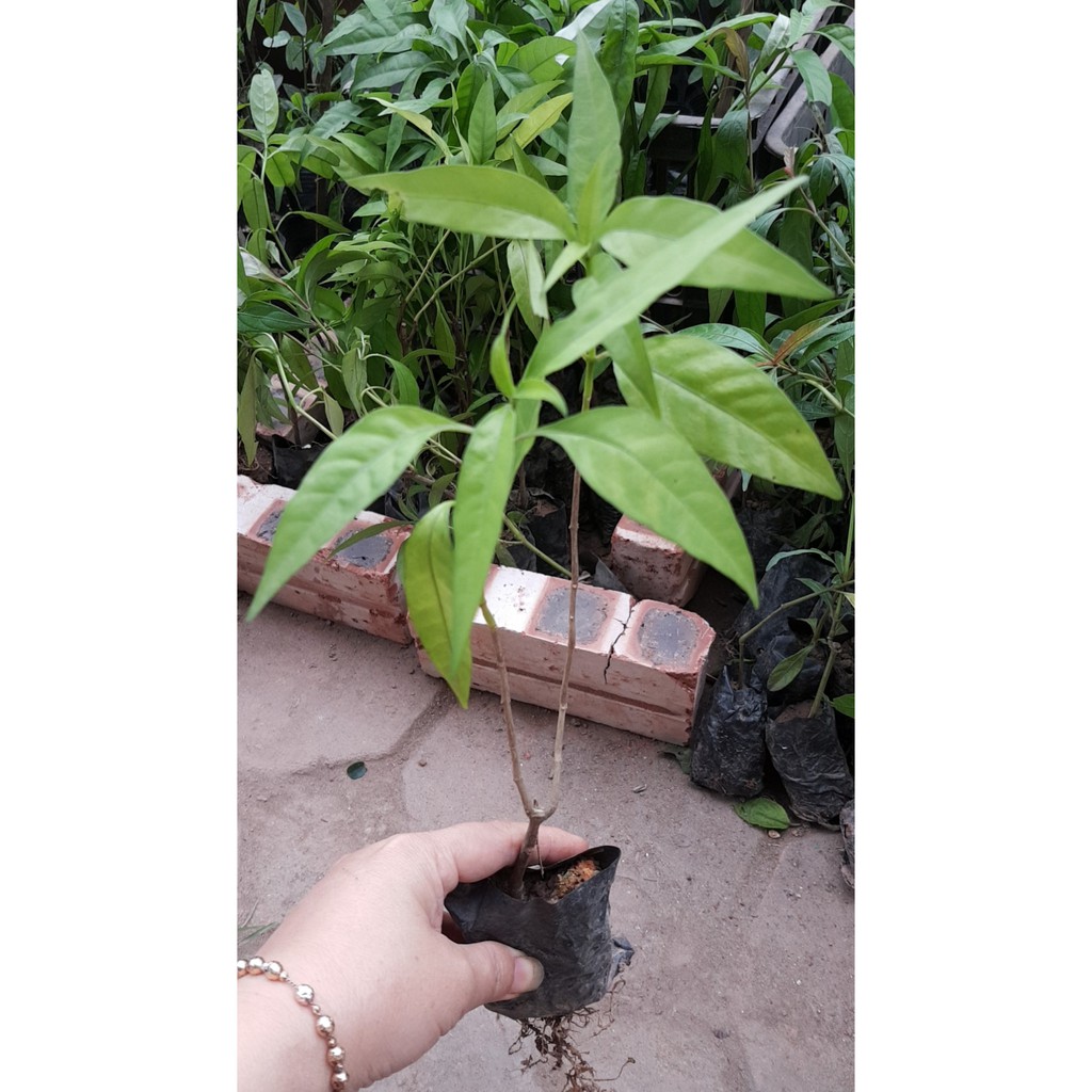 Hoàn ngọc trắng cây gửi cho khách như hình - Kèm phân bón