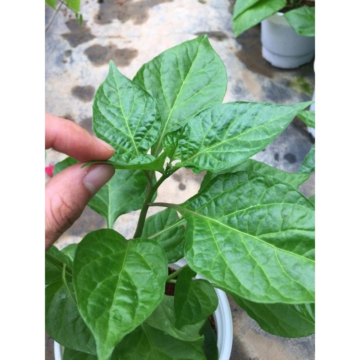 Cây ớt peru - ớt hạt tiêu peru cay nhất thế giới - THẾ GIỚI HOA CÂY CẢNH -  đang hoa cao 30 cm .