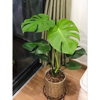 Cây trầu bà Nam Mỹ lá xẻ/ Trầu bà Monstera