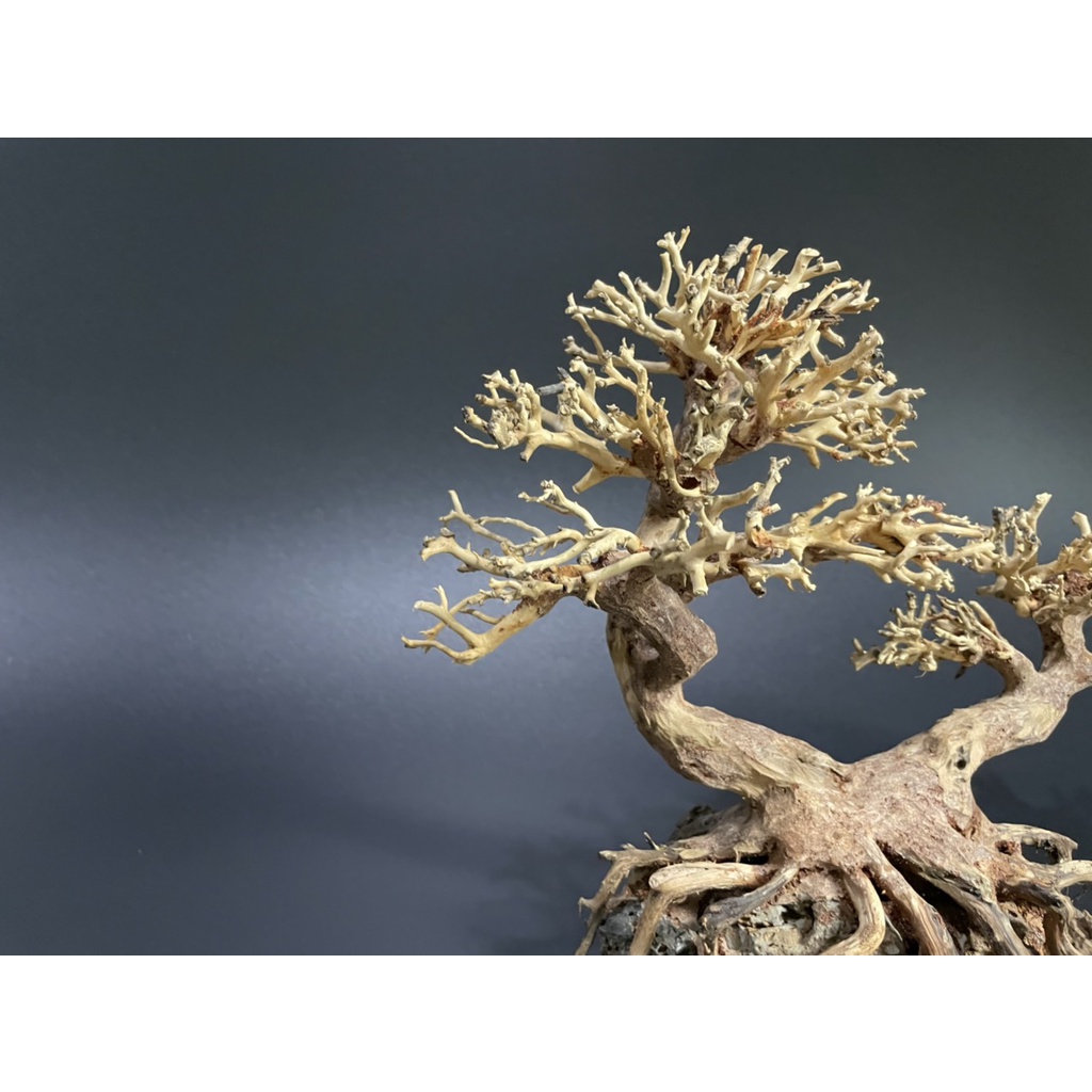 Lũa Bonsai, Lũa thủy sinh dùng trang trí hồ cá cảnh, hồ thủy sinh, văn phòng, nhà cửa