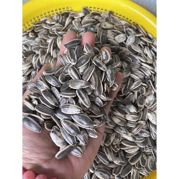 5kg hướng dương tươi hạt lớn cho vẹt.