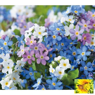 🌟HẠT GIỐNG HOA LƯU LY NHIỀU MÀU🌟 GIỐNG HOA DỄ TRỒNG CỰC ĐẸP GÓI 50 HẠT