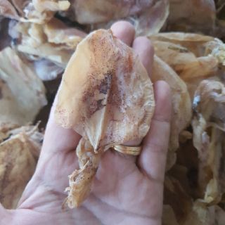 MỰC ĐỒNG TIỀN 1CON MINI