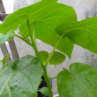 Cây giống cà chua thân gỗ.