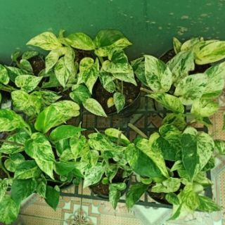 Trầu bà cẩm thạch