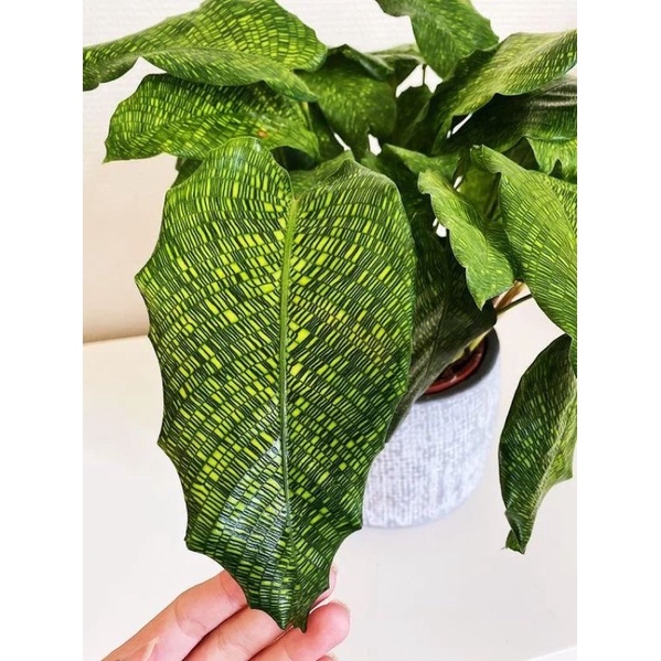 Chậu cứng Đuôi công Musaica
