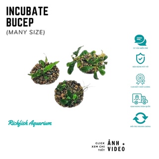 Giá thể ươm bucep, ráy, dương xỉ thủy sinh