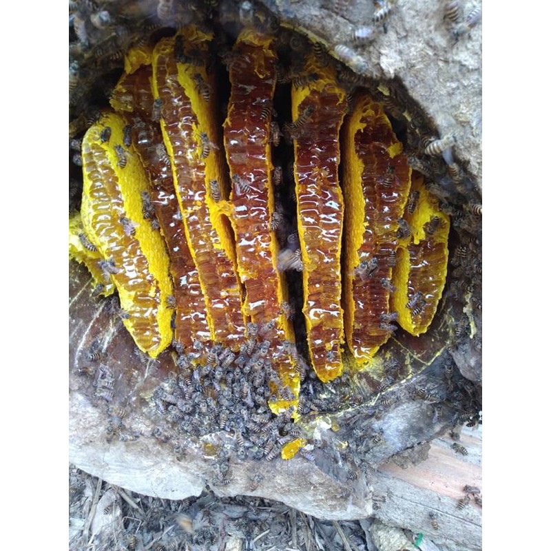 Mật Ong Nguyên Tổ 1 kg | BigBuy360 - bigbuy360.vn