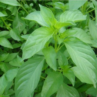 2gr - HẠT GIỐNG HÚNG TRẮNG ( RAU THƠM SẢ)