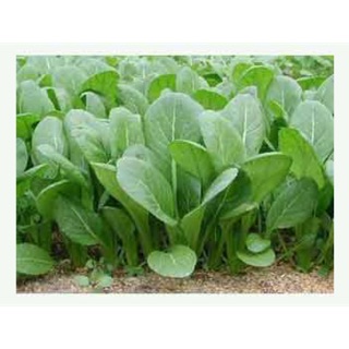 Hạt giống cải ngọt cọng xanh
