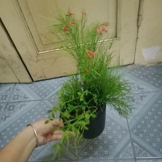 Cây liễu tường hoa đỏ