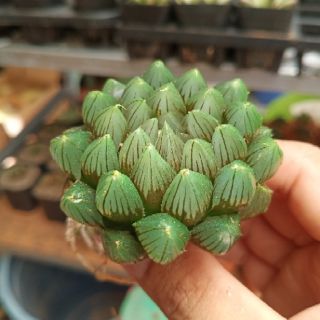 Sen đá kim cương