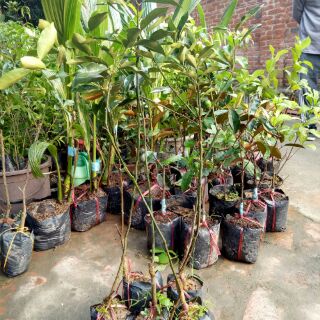 Cây tắc ngọt