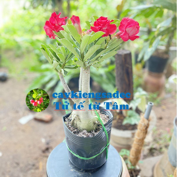 caykiengsadec cây hoa sứ thái (hoa đỏ ) - tặng phân bón - hoa kiểng lá-trang trí nội thất cảnh quan ngoài trời