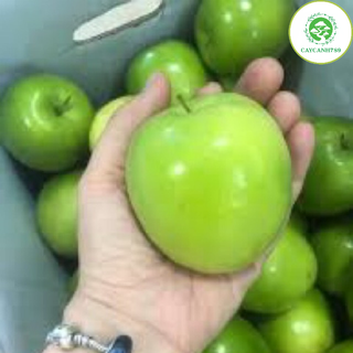 Cây táo đài loan giống - Táo lê quả to mã đẹp, giòn, ngọt (Ảnh thật số 2)