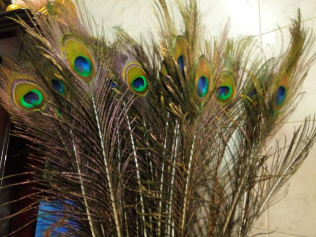 Combo 12 Lông công tự nhiên | BigBuy360 - bigbuy360.vn