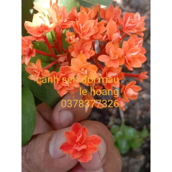 cánh sen đổi màu (cây giống)