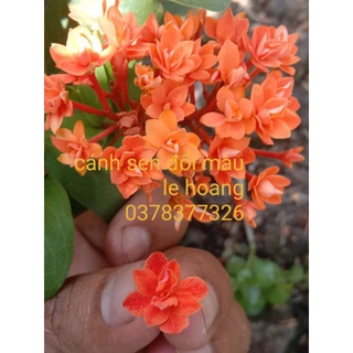 Cánh sen đổi màu