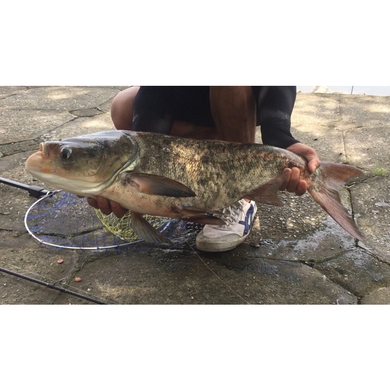 Mồi câu mè lá, Mè Bò 700gam +