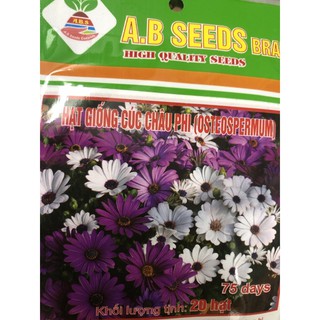 Hạt giống Hoa Cúc Châu Phi (OSTEOSPERMUM) 💐