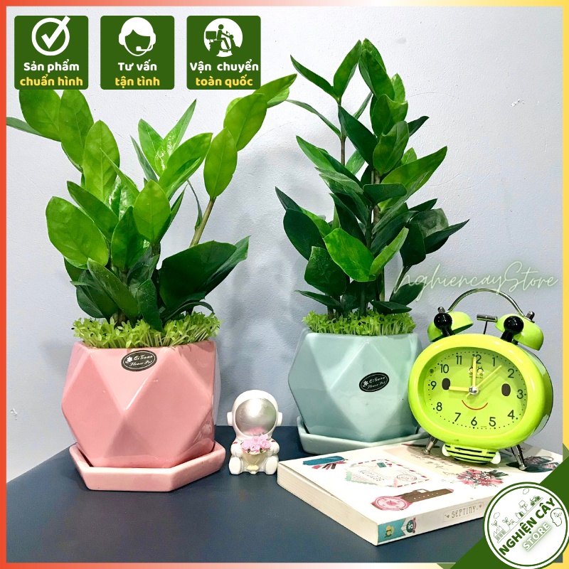 Cây kim tiền chậu men lạnh gắn đĩa để bàn làm việc, quầy thu ngân, làm quà tặng may mắn hút tài lộc