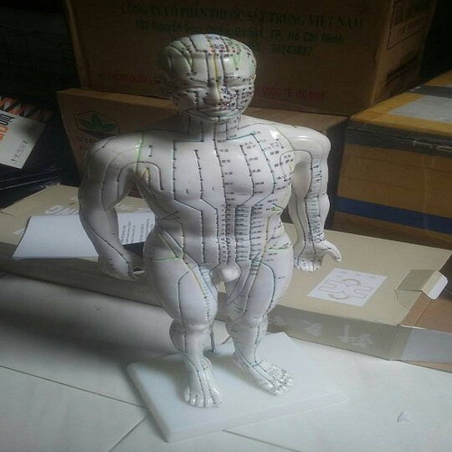 Mô hình huyệt vị người nam, nữ