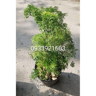 đinh lăng lá nhỏ trồng chậu bonsai cây nội thất phong thủy