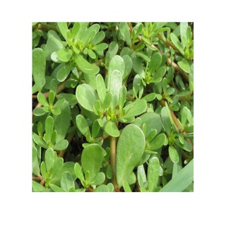 Gói 5 gr hạt giông rau sam
