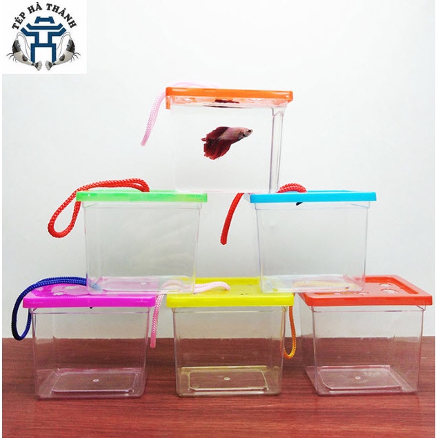 Hộp Nhựa, Hũ Đựng Cá Betta - Cốc Nuôi Cá Mini Trang Trí